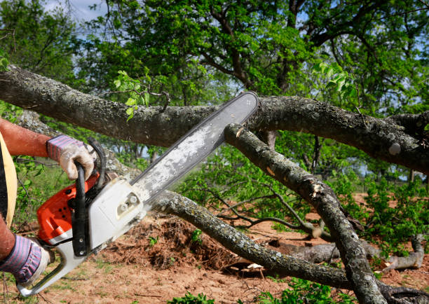 Best Tree Disease Treatment  in Pike Creek Valley, DE